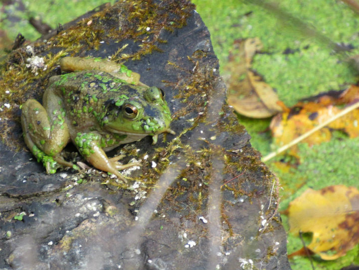 American Bullfrog